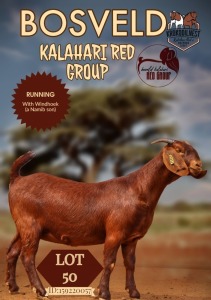 1X KALAHARI RED STUD DOE KROKODILNEST