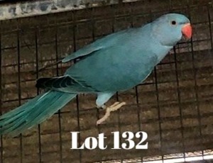 1-0 '20 Ringneck: Blue/adm.pied/opaline - Gerhard Minnie