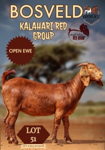 1X KALAHARI RED STUD DOE KROKODILNEST