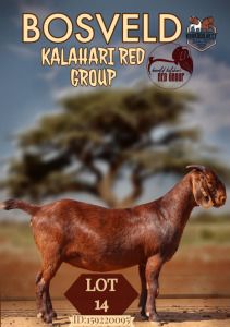 1X KALAHARI RED STUD DOE KROKODILNEST