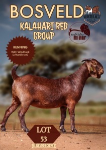 1X KALAHARI RED FLOCK DOE KROKODILNEST