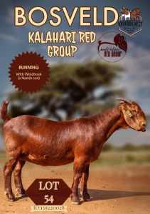 1X KALAHARI RED STUD DOE KROKODILNEST