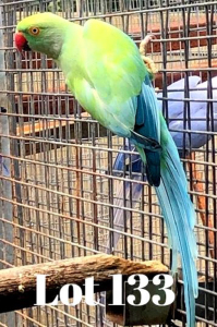 0-1 '19 Ringneck: TurquoiseBlue Opaline - Gerhard Minnie