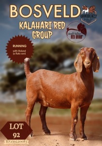 1X KALAHARI RED STUD DOE KROKODILNEST