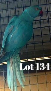 1-0 '20 Ringneck: Blue/cleartail/opaline - Gerhard Minnie