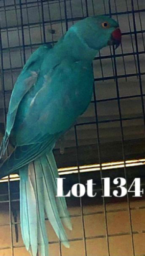 1-0 '20 Ringneck: Blue/cleartail/opaline - Gerhard Minnie