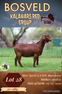 1X KALAHARI RED STUD DOE LANGKLOOF