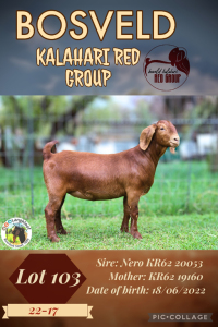 1X KALAHARI RED STUD DOE LANGKLOOF