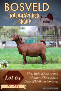 1X KALAHARI RED PREGNANT STUD DOE LANGKLOOF