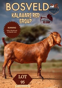 1X KALAHARI RED FLOCK DOE KROKODILNEST