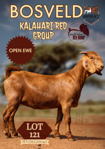 1X KALAHARI RED FLOCK DOE KROKODILNEST