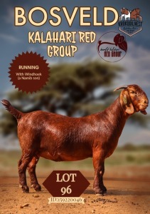 1X KALAHARI RED STUD DOE KROKODILNEST