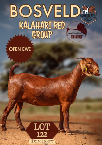 1X KALAHARI RED FLOCK DOE KROKODILNEST