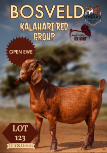 1X KALAHARI RED STUD DOE KROKODILNEST