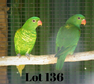 1-1 '20/'21 Lorikeet: Scaly-breasted: Normal x Normal - Fanie Klopper