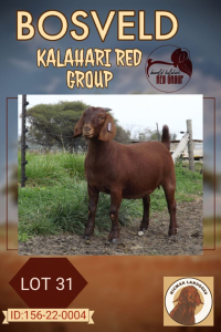 1X KALAHARI RED STUD DOE NICMAR LANDGOED