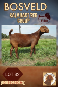 1X KALAHARI RED FLOCK DOE NICMAR LANDGOED