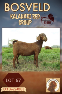 1X KALAHARI RED FLOCK DOE NICMAR LANDGOED