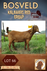 1X KALAHARI RED FLOCK DOE NICMAR LANDGOED