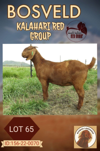 1X KALAHARI RED FLOCK DOE NICMAR LANDGOED