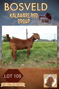 1X KALAHARI RED FLOCK DOE NICMAR LANDGOED