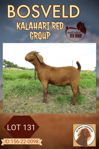 1X KALAHARI RED FLOCK DOE NICMAR LANDGOED