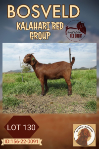 1X KALAHARI RED FLOCK DOE NICMAR LANDGOED