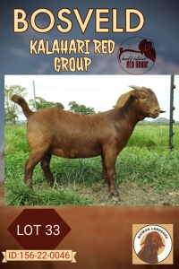 1X KALAHARI RED FLOCK DOE NICMAR LANDGOED