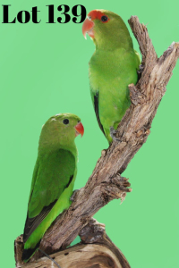 1-1 '19 Lovebird: Taranta: Dark Green x Green - Piet Jacobs