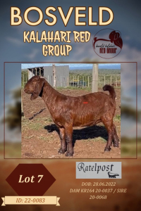 1X KALAHARI RED FLOCK DOE RATELPOS KALAHARI REDS