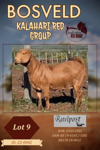 1X KALAHARI RED FLOCK DOE RATELPOS KALAHARI REDS