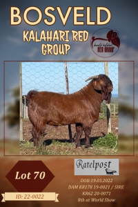 1X KALAHARI RED FLOCK BUCK RATELPOS KALAHARI REDS