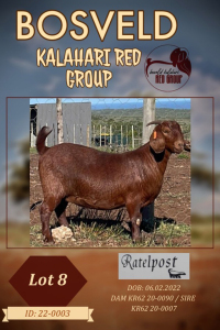 1X KALAHARI RED PREGNANT STUD DOE RATELPOS KALAHARI REDS