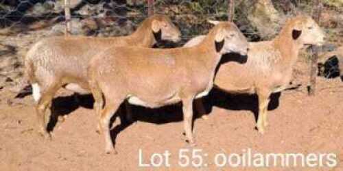3X MEATMASTER OOI/EWE OMEGA MEATMASTERS (Pay per animal)