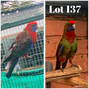 1-1 '20 Crimson Rosella: Normal/blue x Normal/blue - Piet Grobler