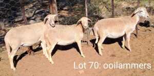 3X MEATMASTER OOI/EWE OMEGA MEATMASTERS (Pay per animal)