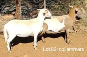 2X MEATMASTER OOI/EWE OMEGA MEATMASTERS (Pay per animal)