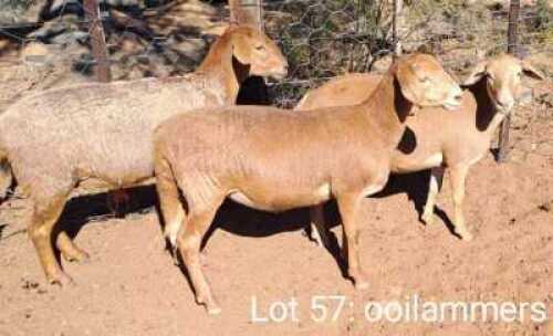 3X MEATMASTER OOI/EWE OMEGA MEATMASTERS (Pay per animal)