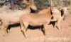 3X MEATMASTER OOI/EWE OMEGA MEATMASTERS (Pay per animal)