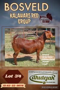 1X KALAHARI RED PREGNANT STUD DOE DHIDEJAK KALAHARI REDS