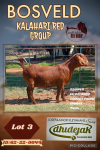 1X KALAHARI RED FLOCK DOE DHIDEJAK KALAHARI REDS