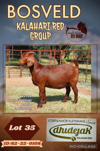 1X KALAHARI RED STUD DOE DHIDEJAK KALAHARI REDS