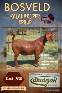 1X KALAHARI RED STUD DOE DHIDEJAK KALAHARI REDS