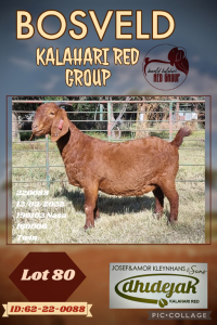 1X KALAHARI RED FLOCK DOE DHIDEJAK KALAHARI REDS