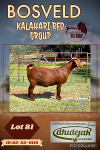 1X KALAHARI RED PREGNANT FLOCK DOE DHIDEJAK KALAHARI REDS