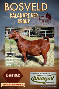 1X KALAHARI RED FLOCK DOE DHIDEJAK KALAHARI REDS