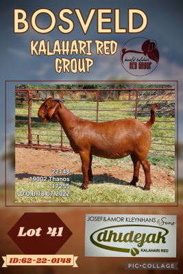 1X KALAHARI RED FLOCK DOE DHIDEJAK KALAHARI REDS