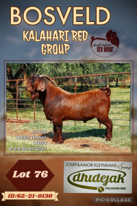 1X KALAHARI RED FLOCK BUCK DHIDEJAK KALAHARI REDS