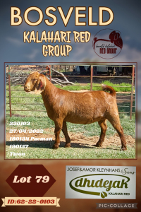 1X KALAHARI RED STUD DOE DHIDEJAK KALAHARI REDS