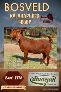 1X KALAHARI RED PREGNANT FLOCK DOE DHIDEJAK KALAHARI REDS